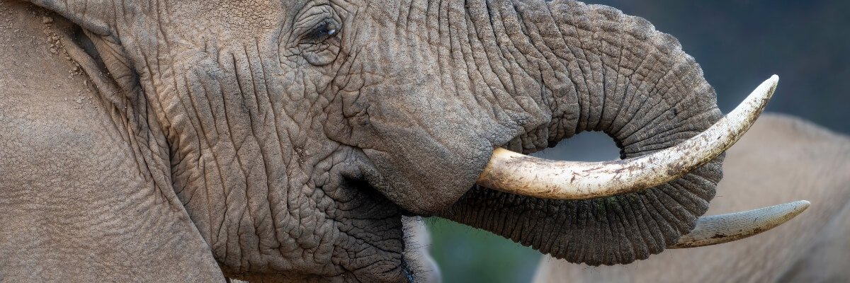 regalo-de-boda-safari